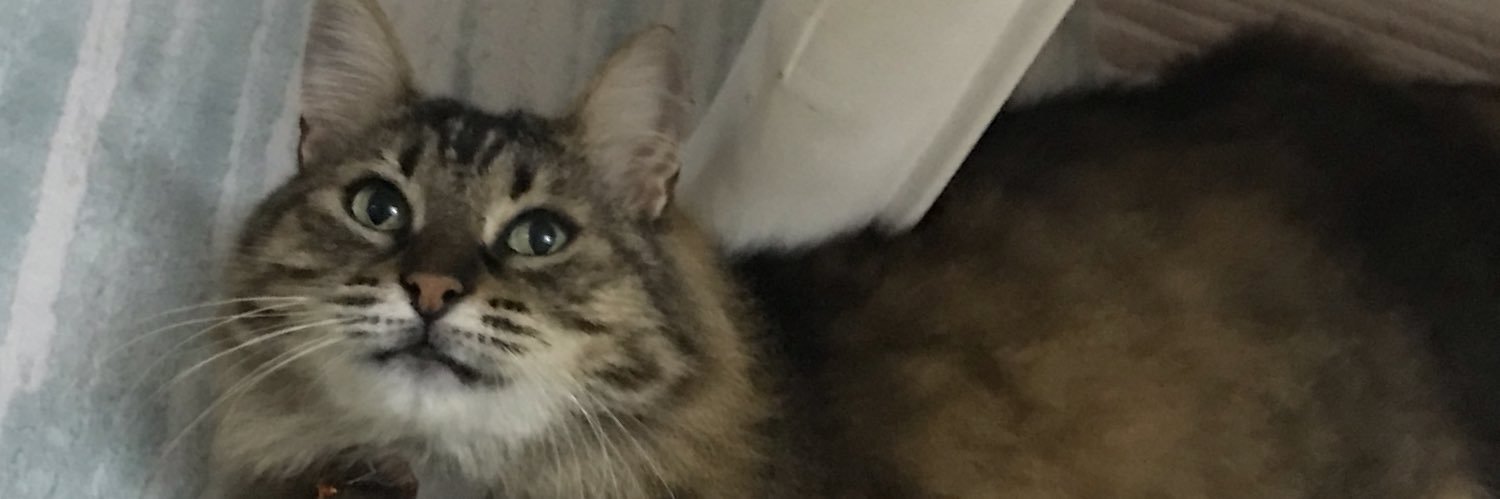 mahyapir's profile banner image