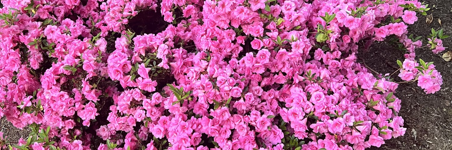 Haywire ☠️ banner