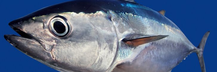 WaveyTuna's profile banner image