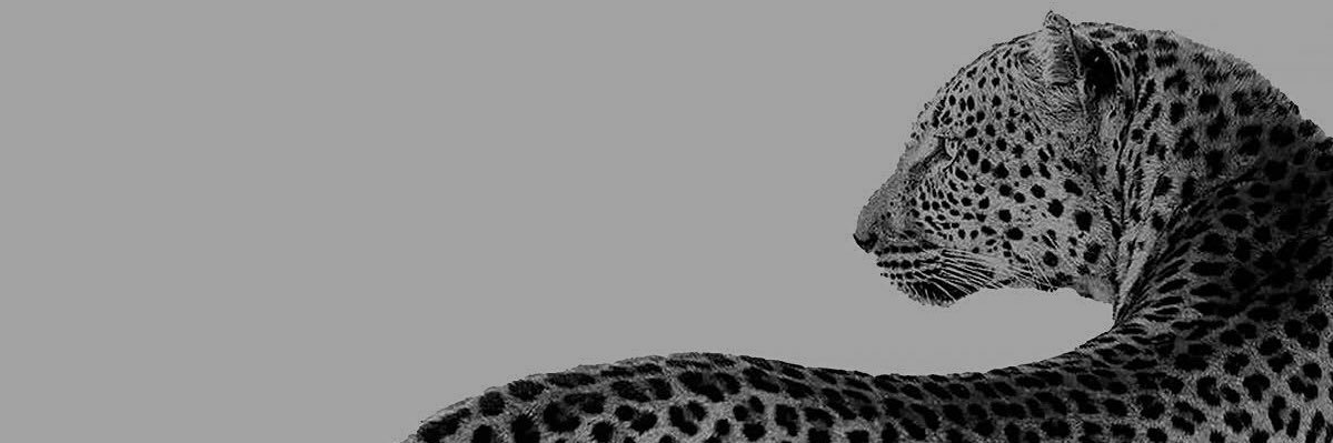 KitaraaKat's profile banner image