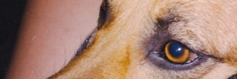 LuzMaciel03's profile banner image