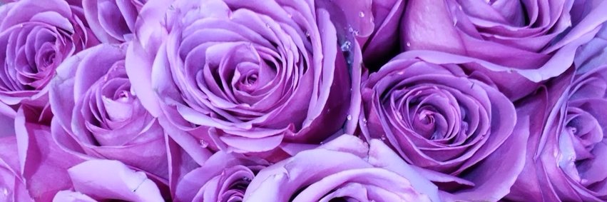 yenneferu's profile banner image