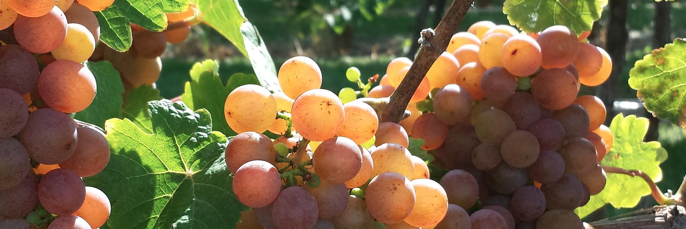 AccessibleSomm's profile banner image