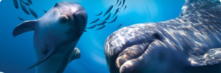 InfoAtlantis's profile banner image