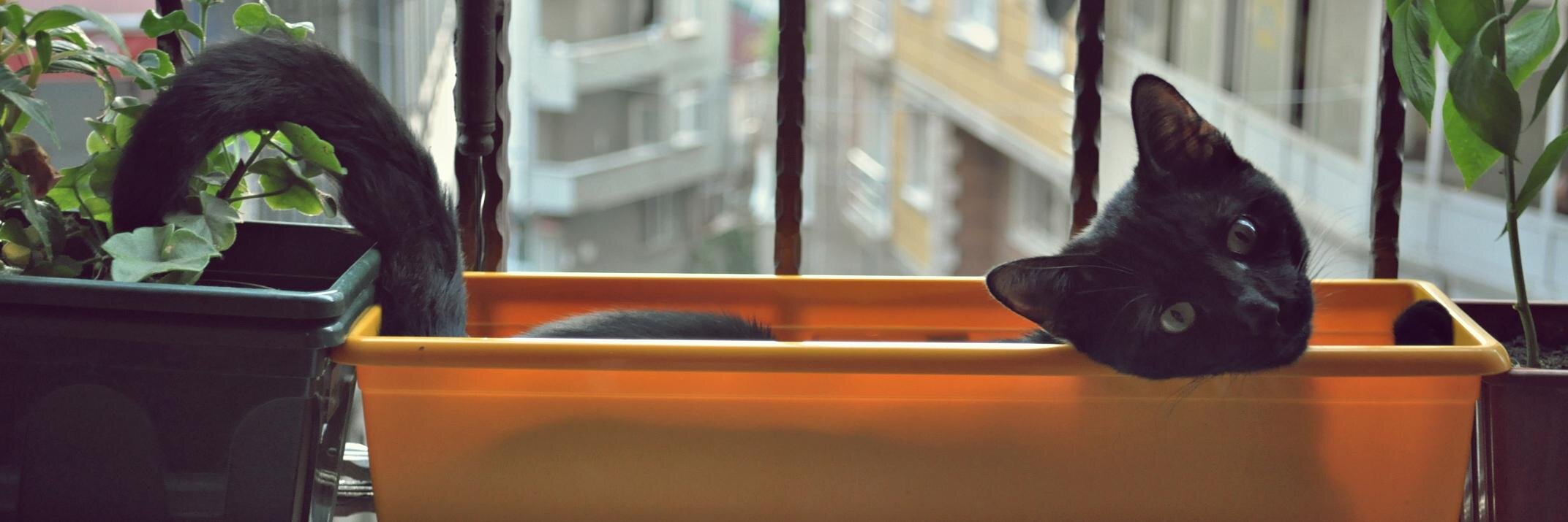 gitcemben_'s profile banner image