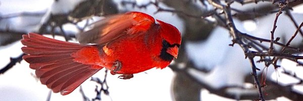 RachelOlmanson Profile Banner