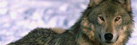 noe banner