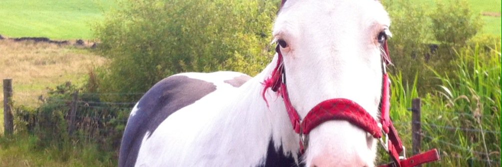 Saffronb8's profile banner image