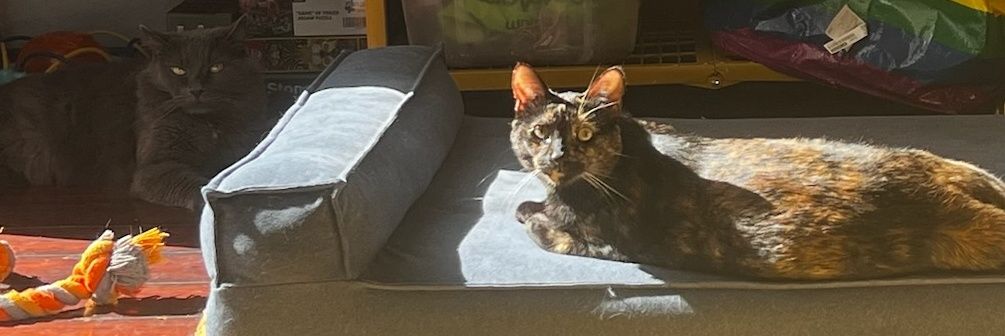 ⚠️village idiot banner