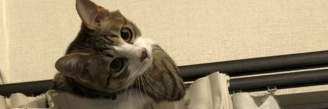 ariari461's profile banner image