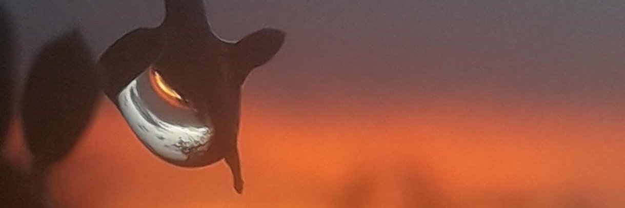 Santiago Vasconcelos banner