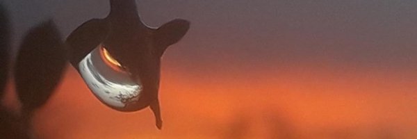 santivascon Profile Banner