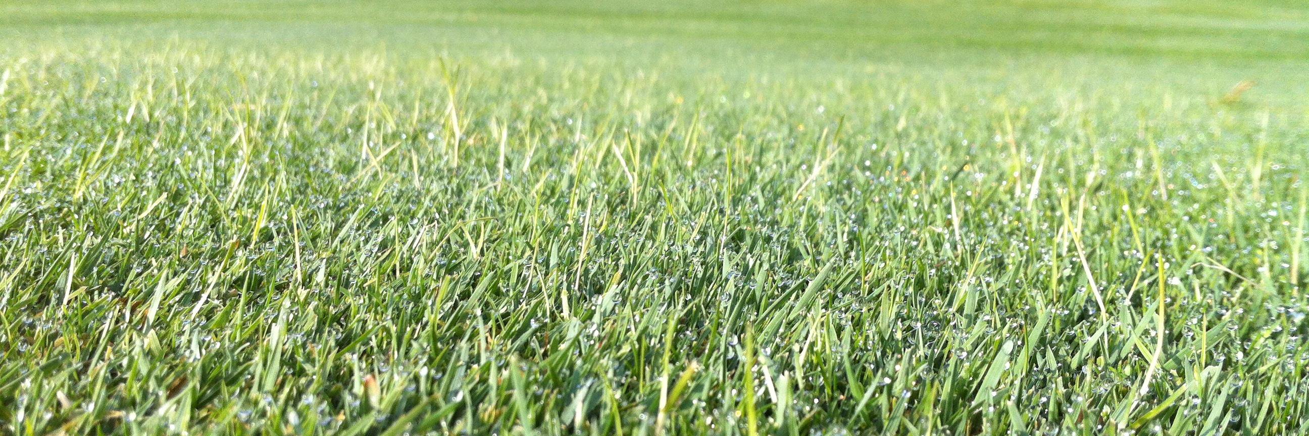 Turf Advice banner