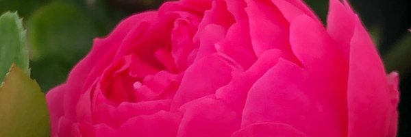 Meldor_tomomi Profile Banner
