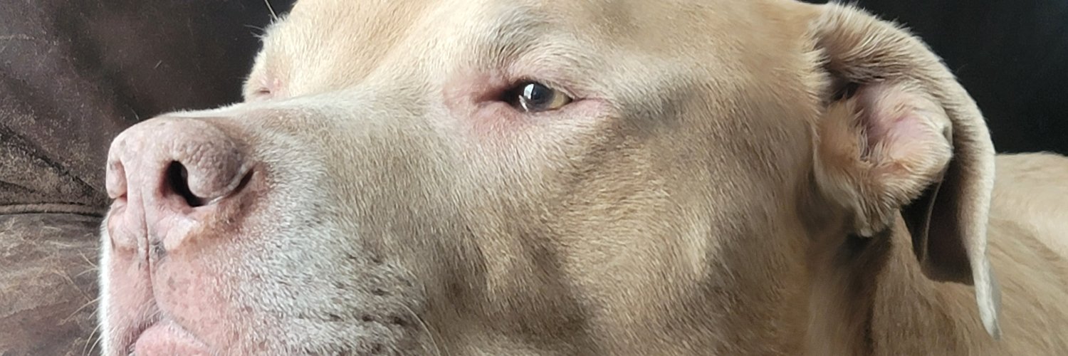 ScribbleMuse's profile banner image
