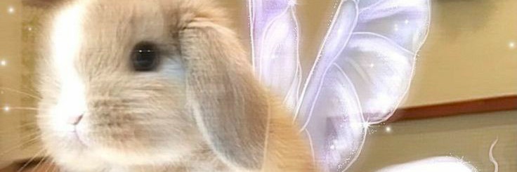 Lou___Lu's profile banner image