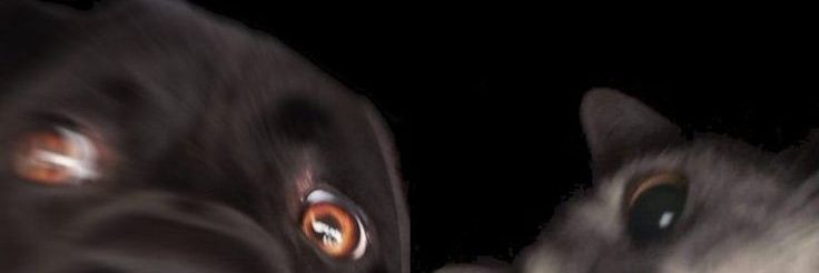 sw0t22's profile banner image