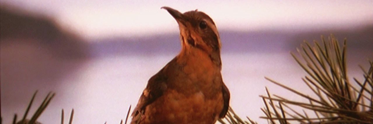 BradyThomasC's profile banner image