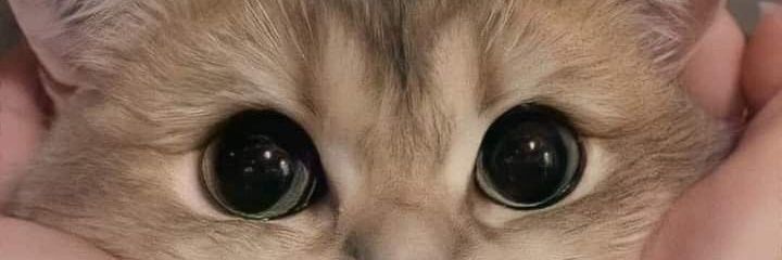 DavidVillaflor2's profile banner image