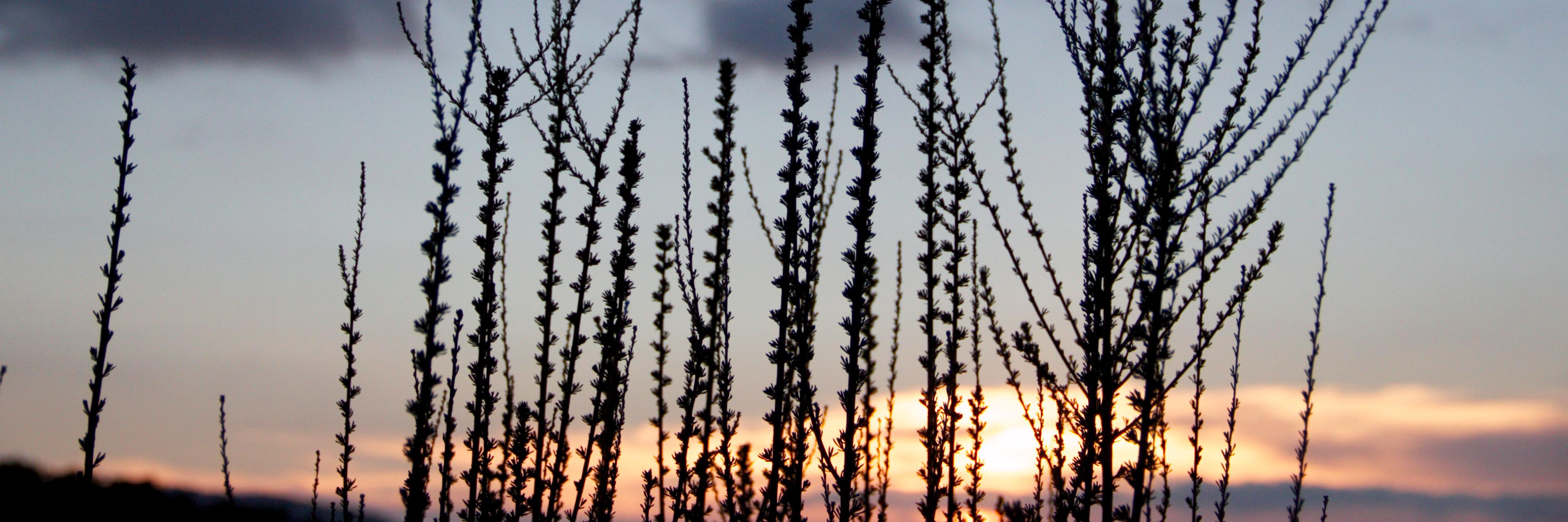 SeedYoga's profile banner image