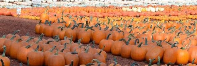 burts_farm's profile banner image