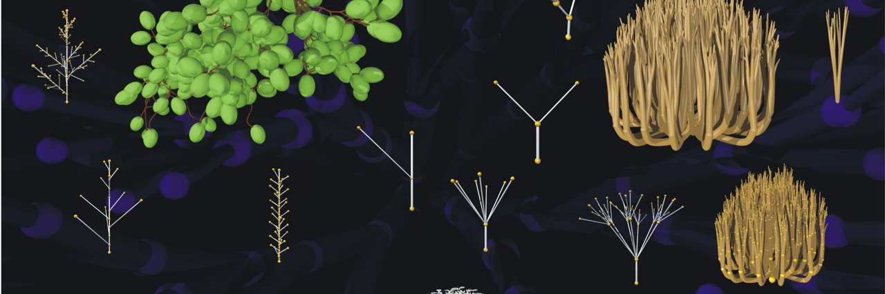 Thomas Fester banner