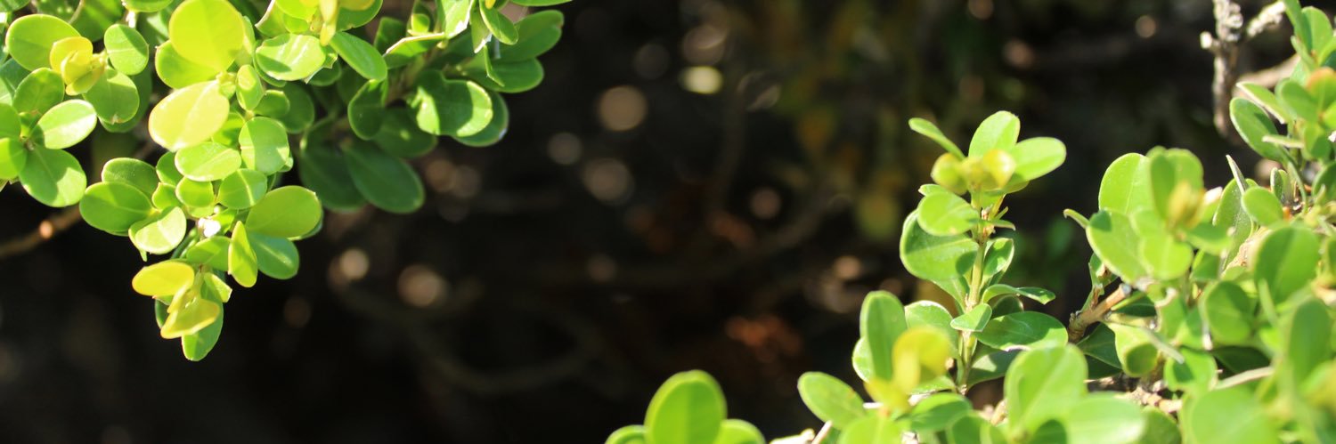 kringajoy's profile banner image