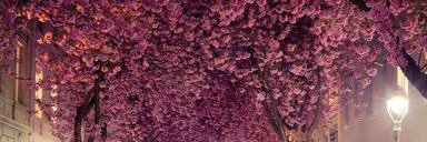 amystokes_'s profile banner image