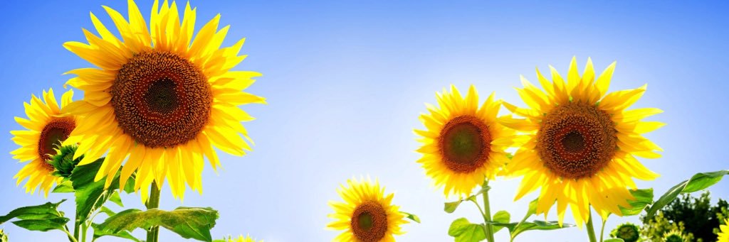 carreen_k's profile banner image