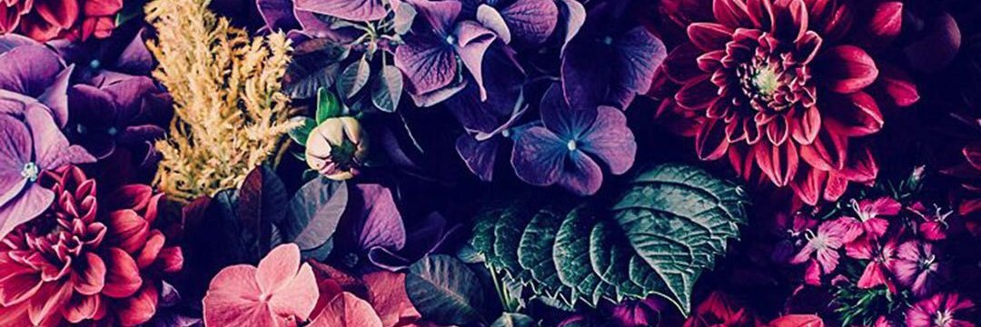 Momogl's profile banner image