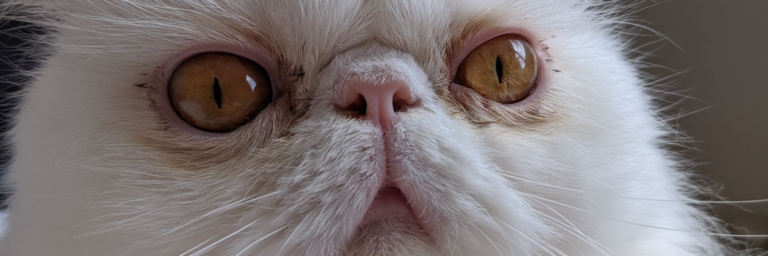 Donlosh's profile banner image