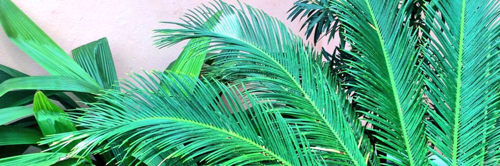 ellisandelli's profile banner image