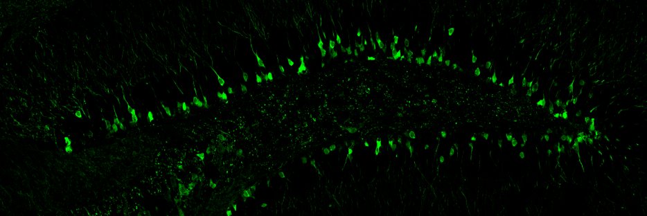 Christoph Anacker banner