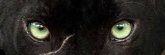 eloipritzel's profile banner image