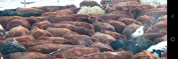 angusman161 Profile Banner