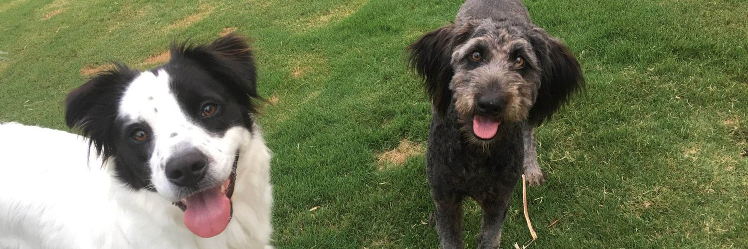 designatedvillian banner