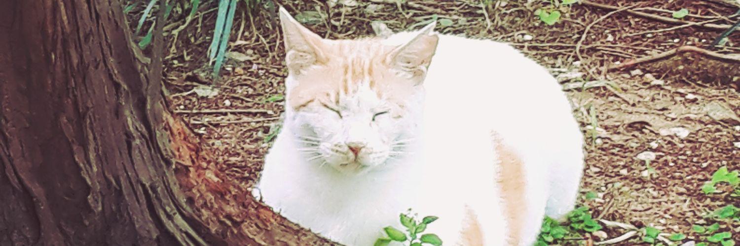 gyflfld's profile banner image