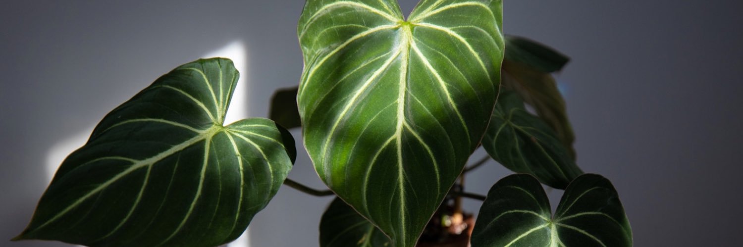 DeadlyNightshadeⓋ banner