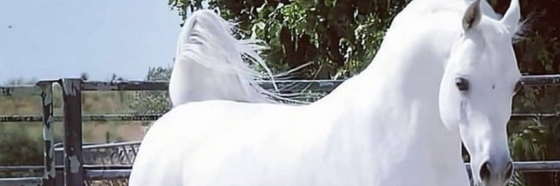 aishahaif's profile banner image