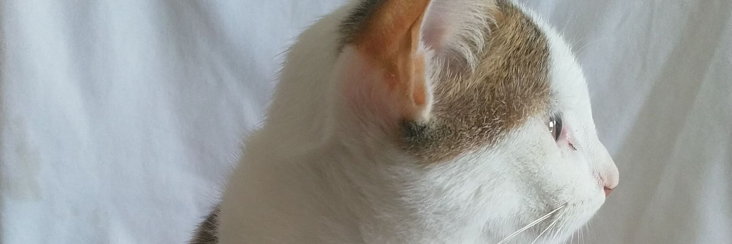 JobaSam's profile banner image