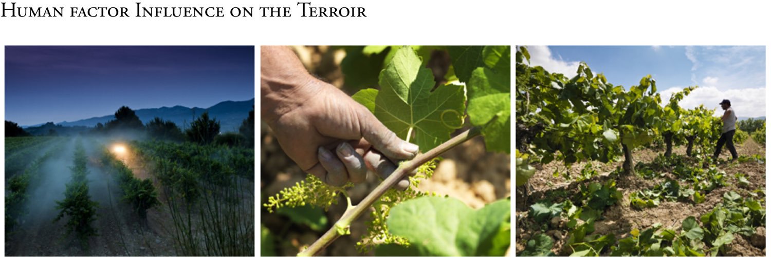 mivinomywine's profile banner image