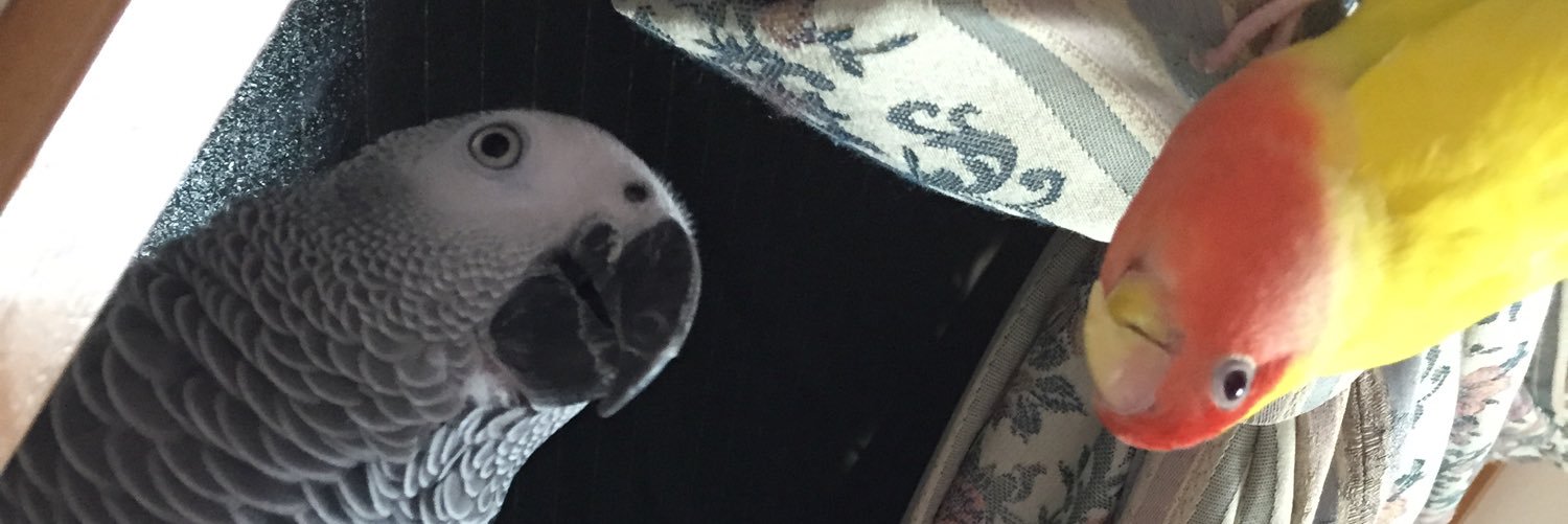 temakaro's profile banner image