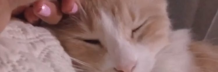 sofibucceri's profile banner image