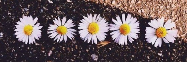 isafregonassi's profile banner image