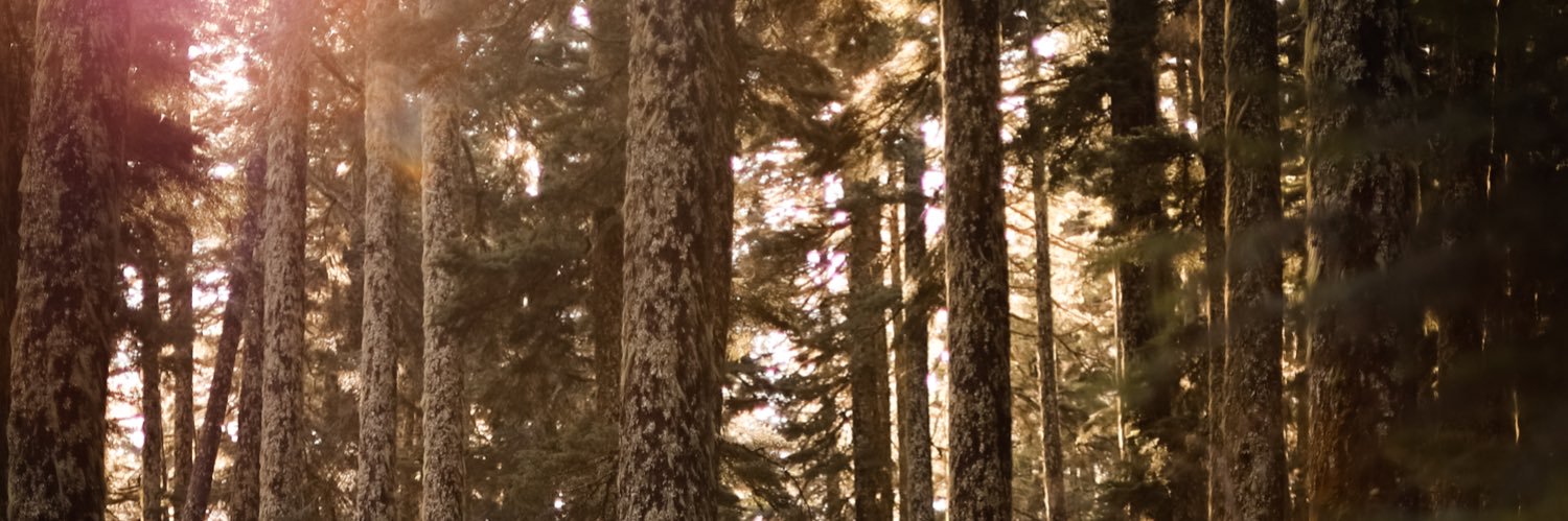 Baylee_Pacey's profile banner image