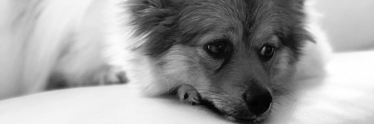 mia_d786's profile banner image