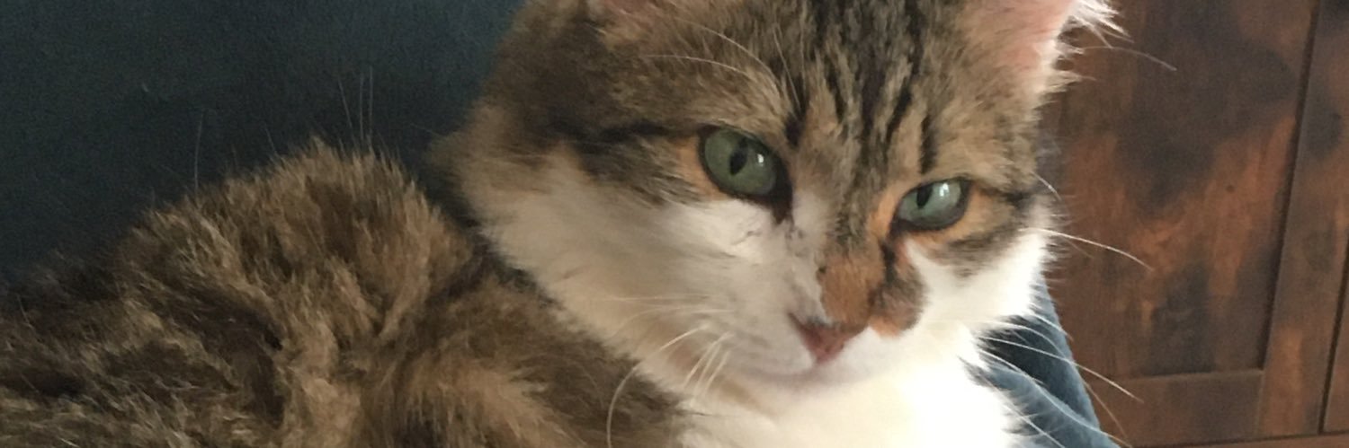 AnneJean Chuao💖🐾 banner