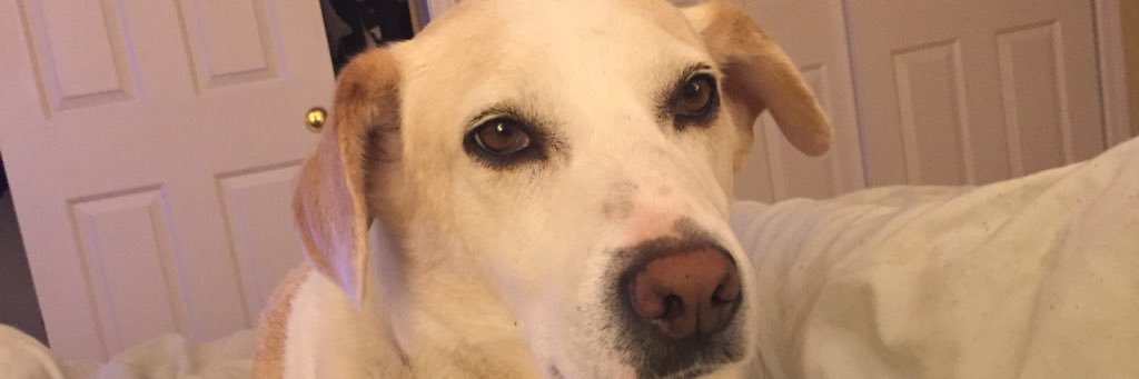 SolomonDoug's profile banner image