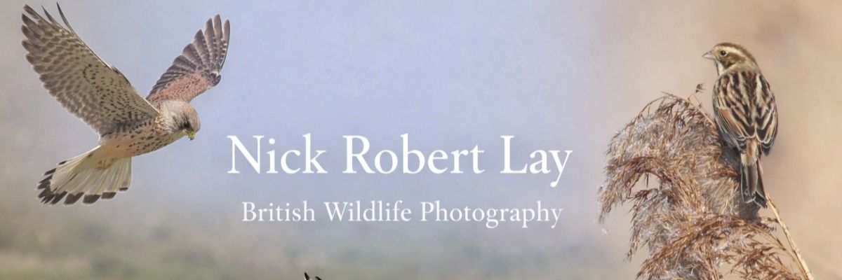 wildlife nick banner
