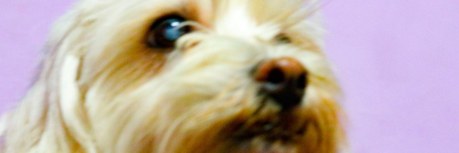 BrenZC's profile banner image